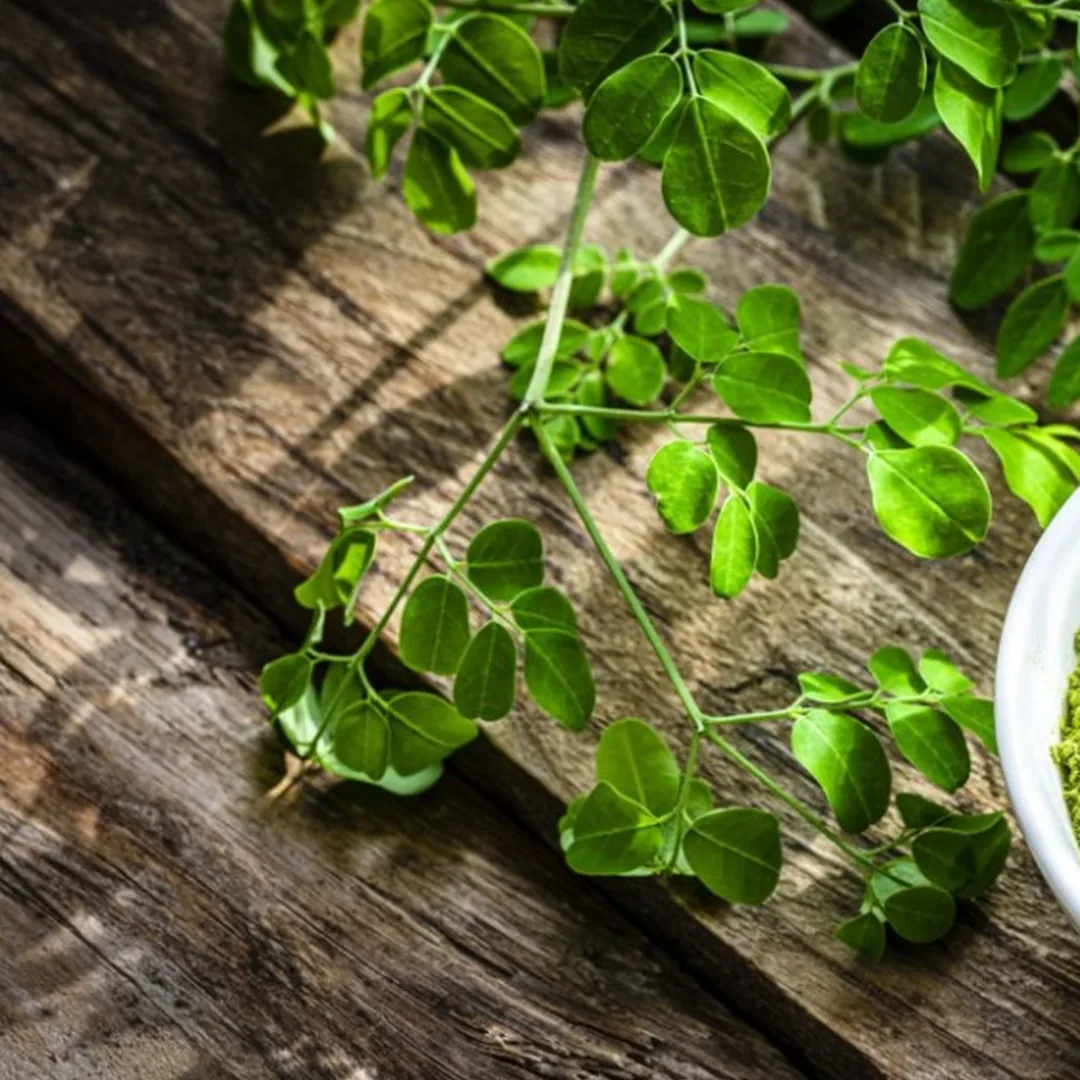 Organic Moringa farm sunrise